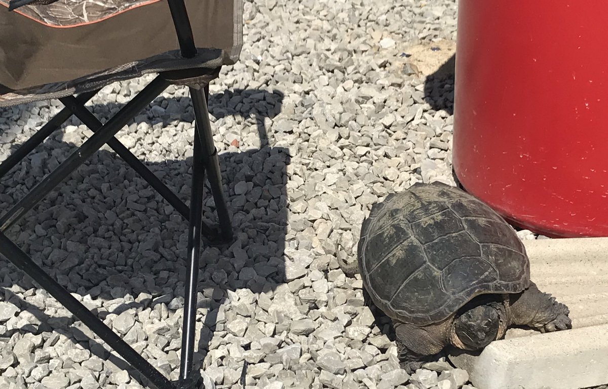CarlisleSoftbal's tweet photo. We have a turtle! He heard there’s a big game tonight so he brought his chair too!
Never seen a turtle at the field before 🤷🏼♂️
#RallyTurtle https://t.co/jgO8nFEhaB