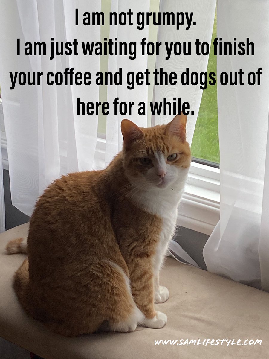 samlifestyle2's tweet image. My Marty can talk with his eyes ⚡️🤣 #yyc #Lifebalanced #cat #grumpy #SaturdayMorning #workingfromhome