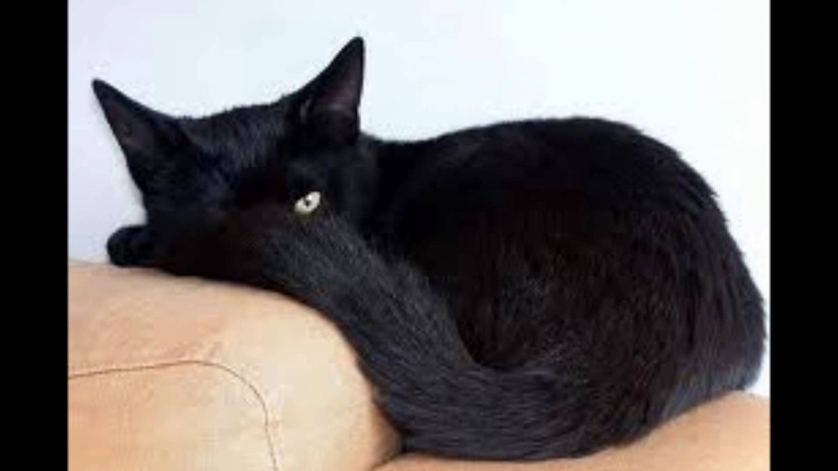 Tater.  So much fierceness on the #TourDeCouch today.  
#LeTour #TourDeForce