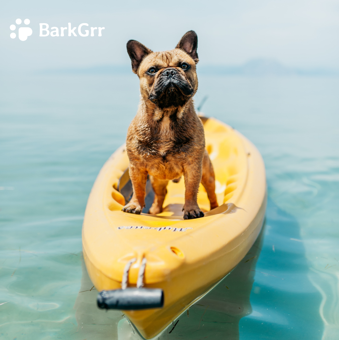 barkgrrllc's tweet photo. Find the perfect personal flotation device (PFD) for your pup so they stay safe with you in the kayak or canoe!

Discover more summer toys @chewy : https://t.co/vHl2N5uASE

#barkgrr #summer #pawsome #dog #dogs #puppylove #doglife #dealoftheday #photooftheday https://t.co/ZRhTaTabGI