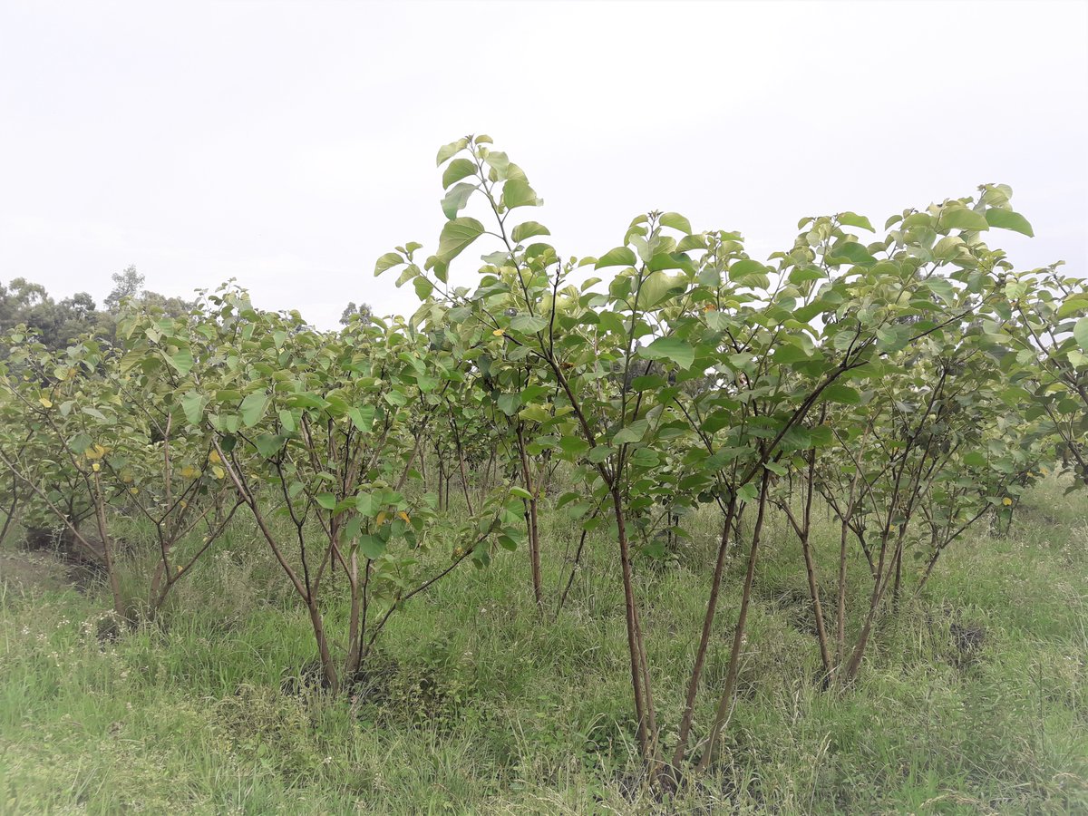 TheLandAlliance's tweet photo. Seed orchards are critical for they help to ensure #geneticconservation, seed production and #tree improvement at the same time and at a reasonable cost. Read about a project led by ICRAF that is seeding the future of a #regreened nation in #Ethiopia: https://t.co/a8p5cw22HU https://t.co/NPRoknRi1M