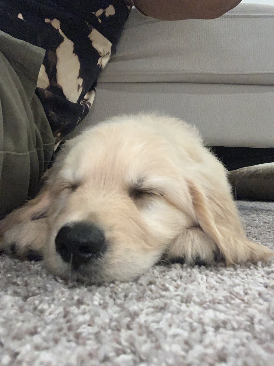 BullardGrant's tweet photo. Everyone meet Brody! (Named after the one and only CBGB @TheGoldenRatio4 @ChiefBrodyDog) https://t.co/2TBAJn8DFx