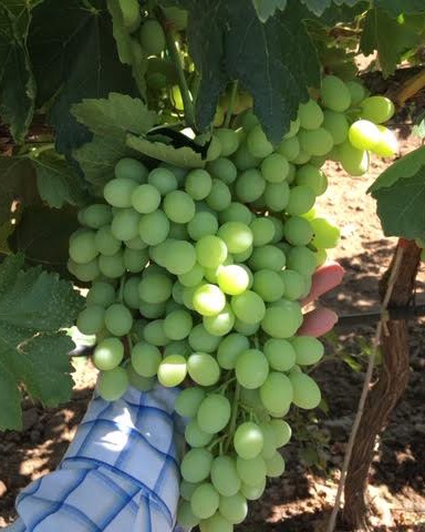 DjForryFruit's tweet photo. Back with some more Timpson Grapes! Looking great on the vine almost ready to be harvested! https://t.co/Qw7ZS9XjkI