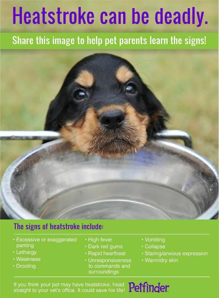 NWSPittsburgh's tweet photo. Don't forget your furry friends during these hot days. https://t.co/kA1PlqvvCA