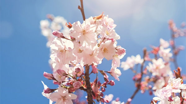 greensupplieruk's tweet photo. Join our Cherry Blossom tariff today and save time, money and the planet. ๐๐ธ
FREE QUOTE: https://t.co/T00GWza5Za ๐
#joingreen #sustainableenergy #savetime #savemoney #savetheplanet #greenenergy https://t.co/MjjX6emaiF