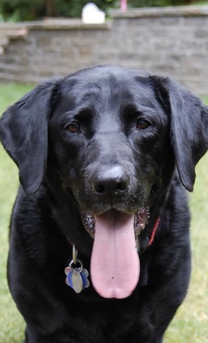 timsexton16's tweet photo. That statue was me sometimes with this amazing dog.  Don’t look at the stick, don’t move towards the stick and most importantly, if you have anything to do for the rest of the day...DO NOT throw the stick!  #cohotheblacklab #bestdogever #RIP2014 Ok one throw!😂 https://t.co/9PhA6EuDdJ