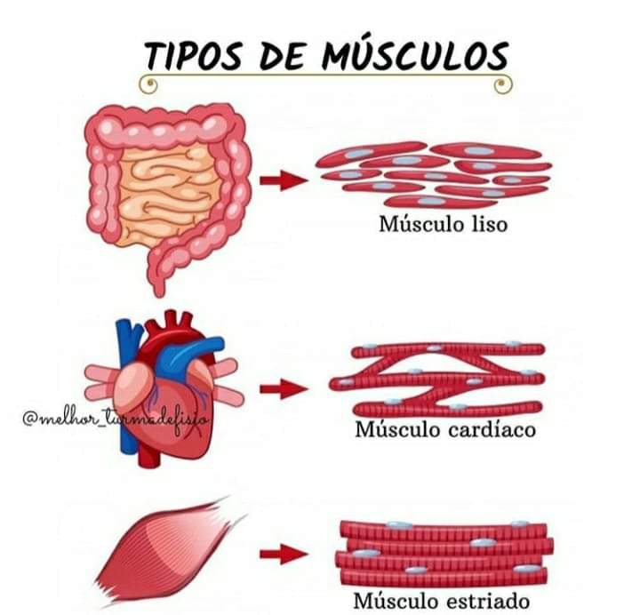 fisioavanc's tweet photo. ¿Ya los conocían? https://t.co/WMqLPUL35g