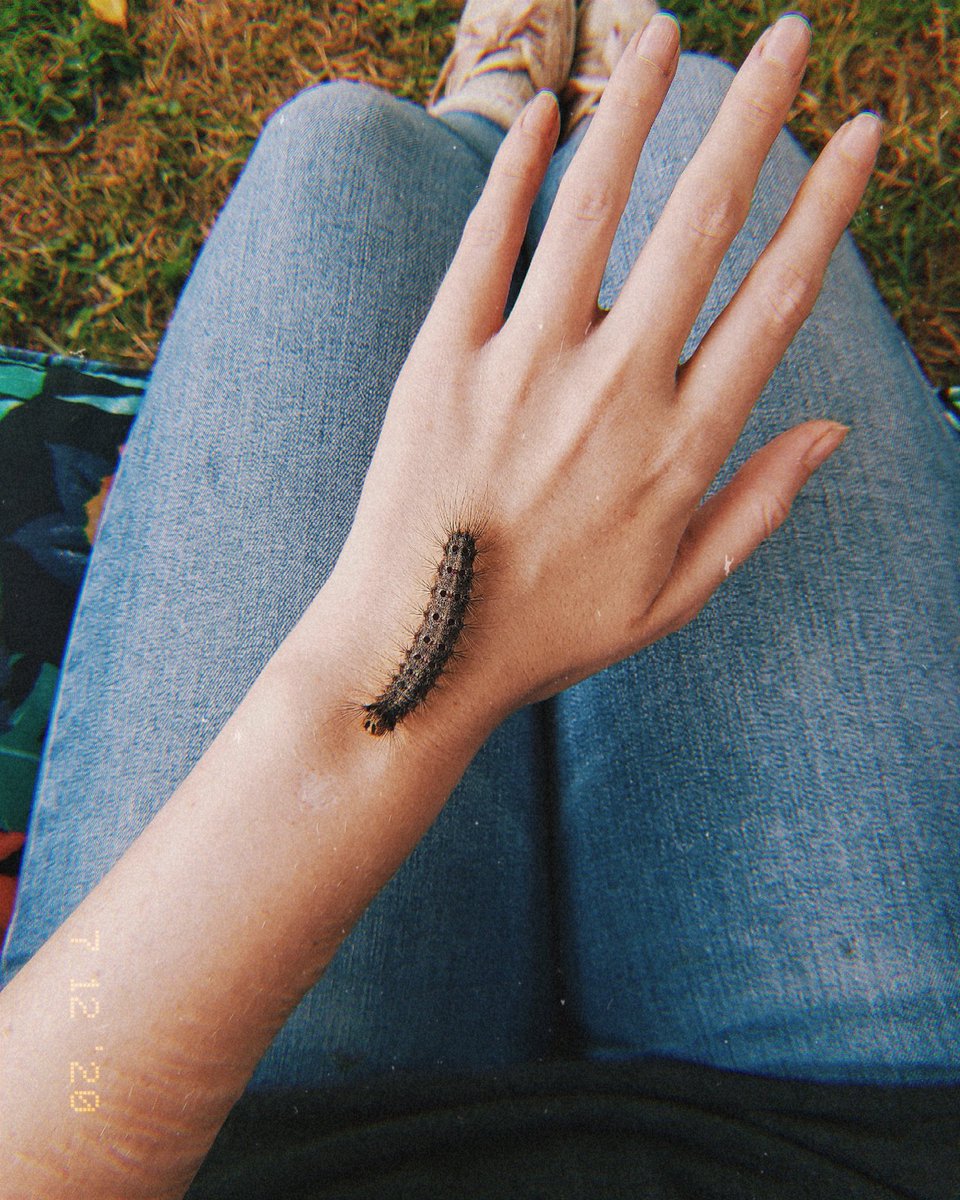 mechanikill's tweet photo. gypsy moth &amp; white-marked tussock caterpillars https://t.co/muahM6fnhh