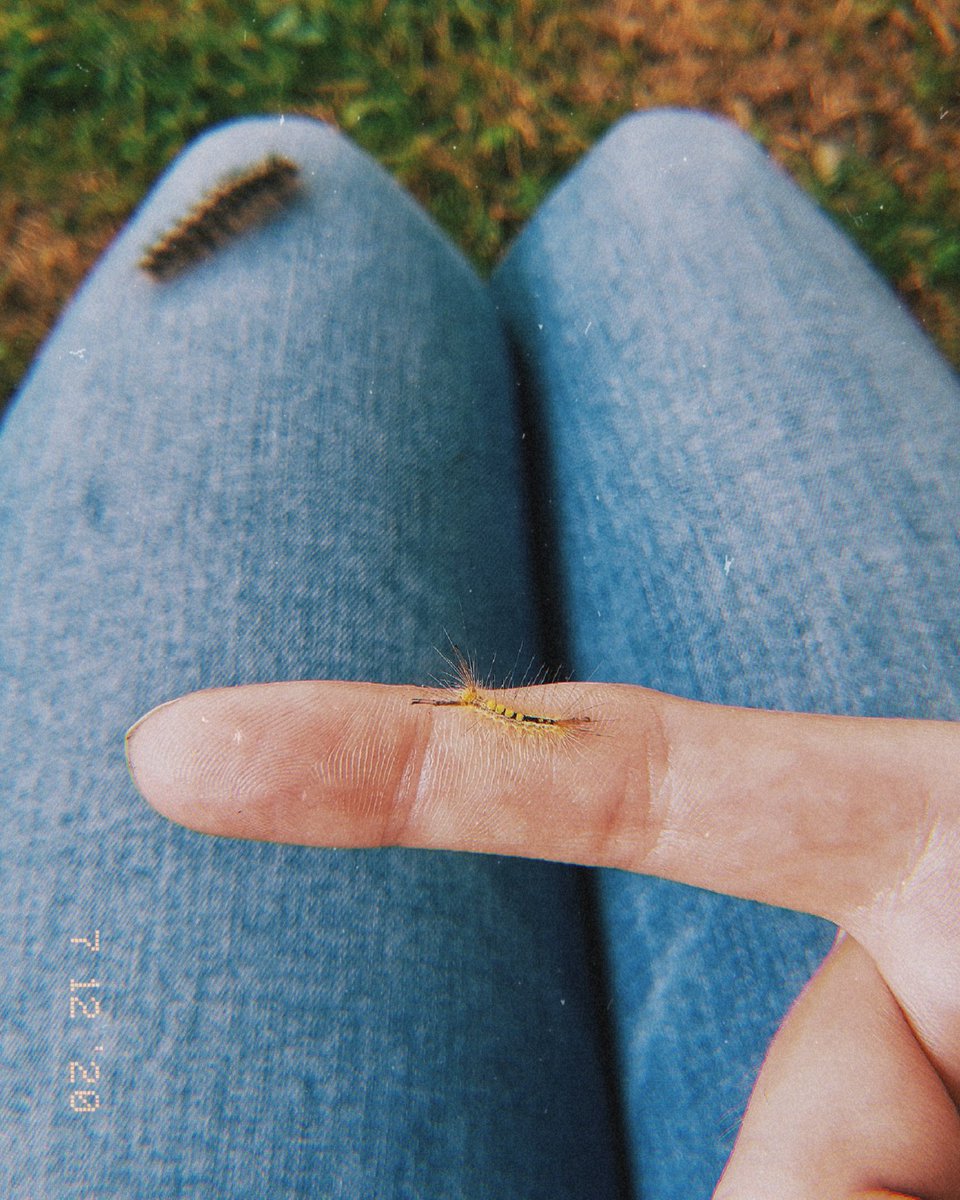 mechanikill's tweet photo. gypsy moth &amp; white-marked tussock caterpillars https://t.co/muahM6fnhh