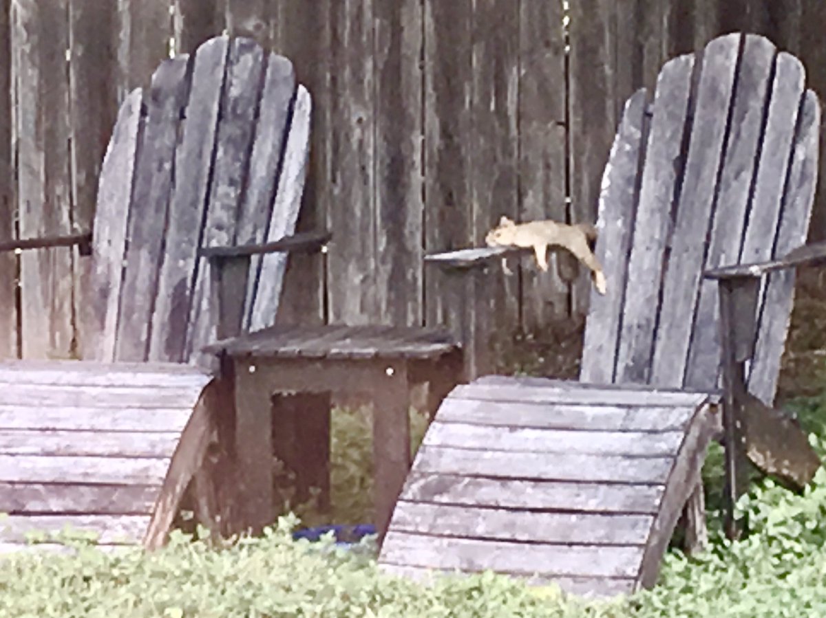 DennisBestafka's tweet photo. The Squirrels are totally copying the Bunnies around here; hanging out by the pool and everything. #Squirrels #NaturePhotography #backyardphotography #backyardwild @TarabudDelight https://t.co/YEf0kLrdDb