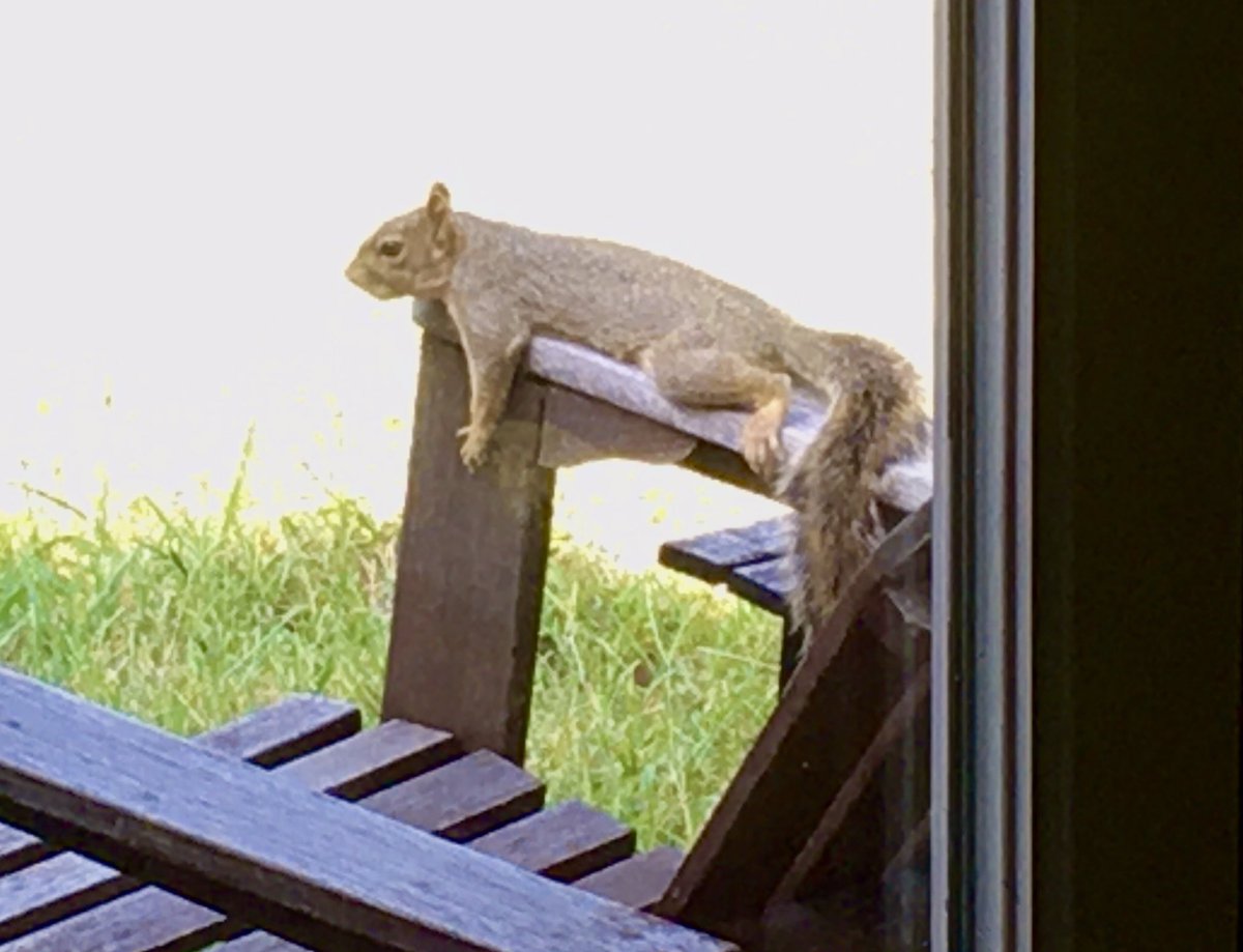 DennisBestafka's tweet photo. The Squirrels are totally copying the Bunnies around here; hanging out by the pool and everything. #Squirrels #NaturePhotography #backyardphotography #backyardwild @TarabudDelight https://t.co/YEf0kLrdDb