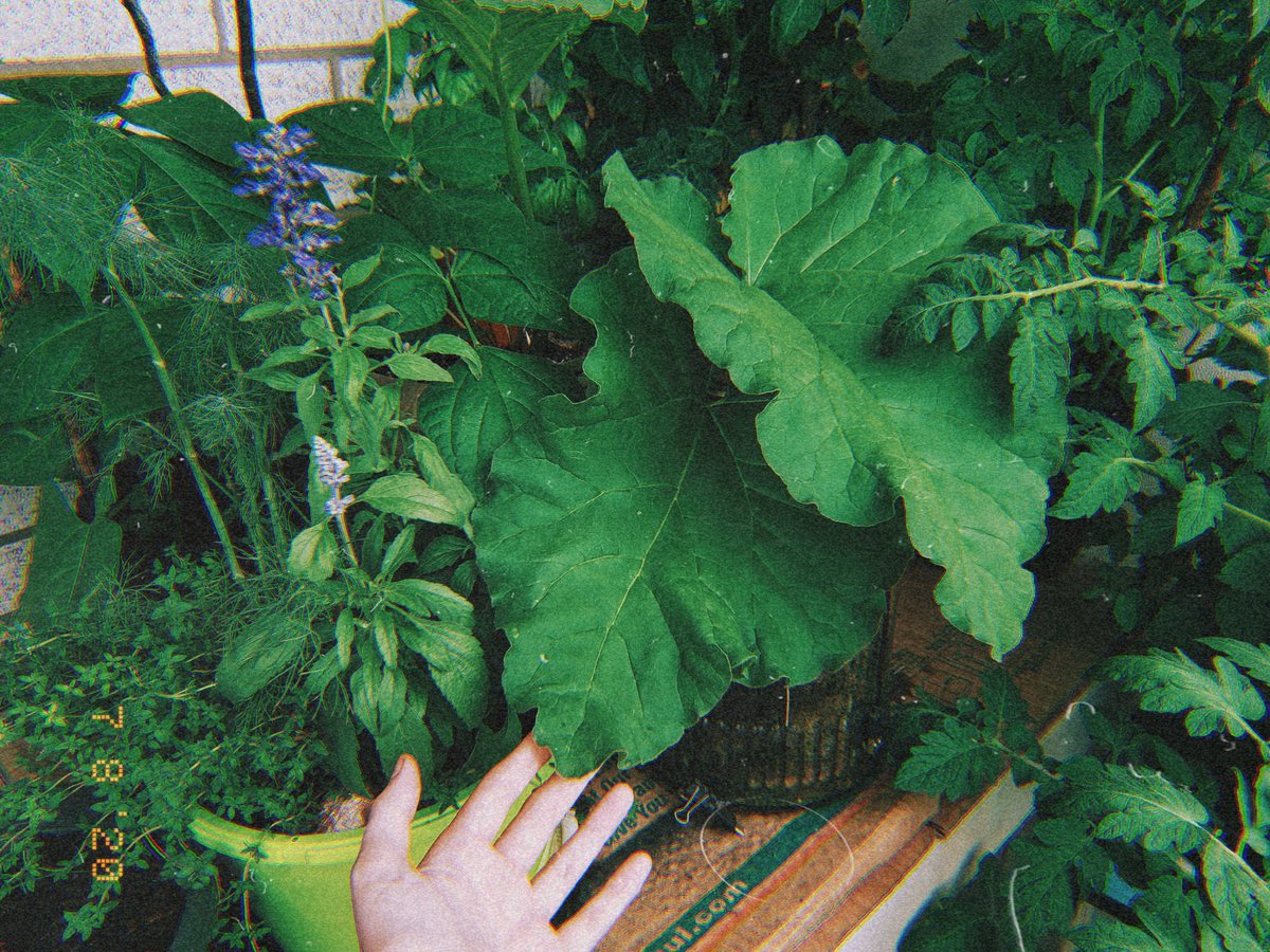 mechanikill's tweet photo. #balconygarden #ediblegarden #vegetablegarden #herbgarden https://t.co/mpaqF6kNKQ