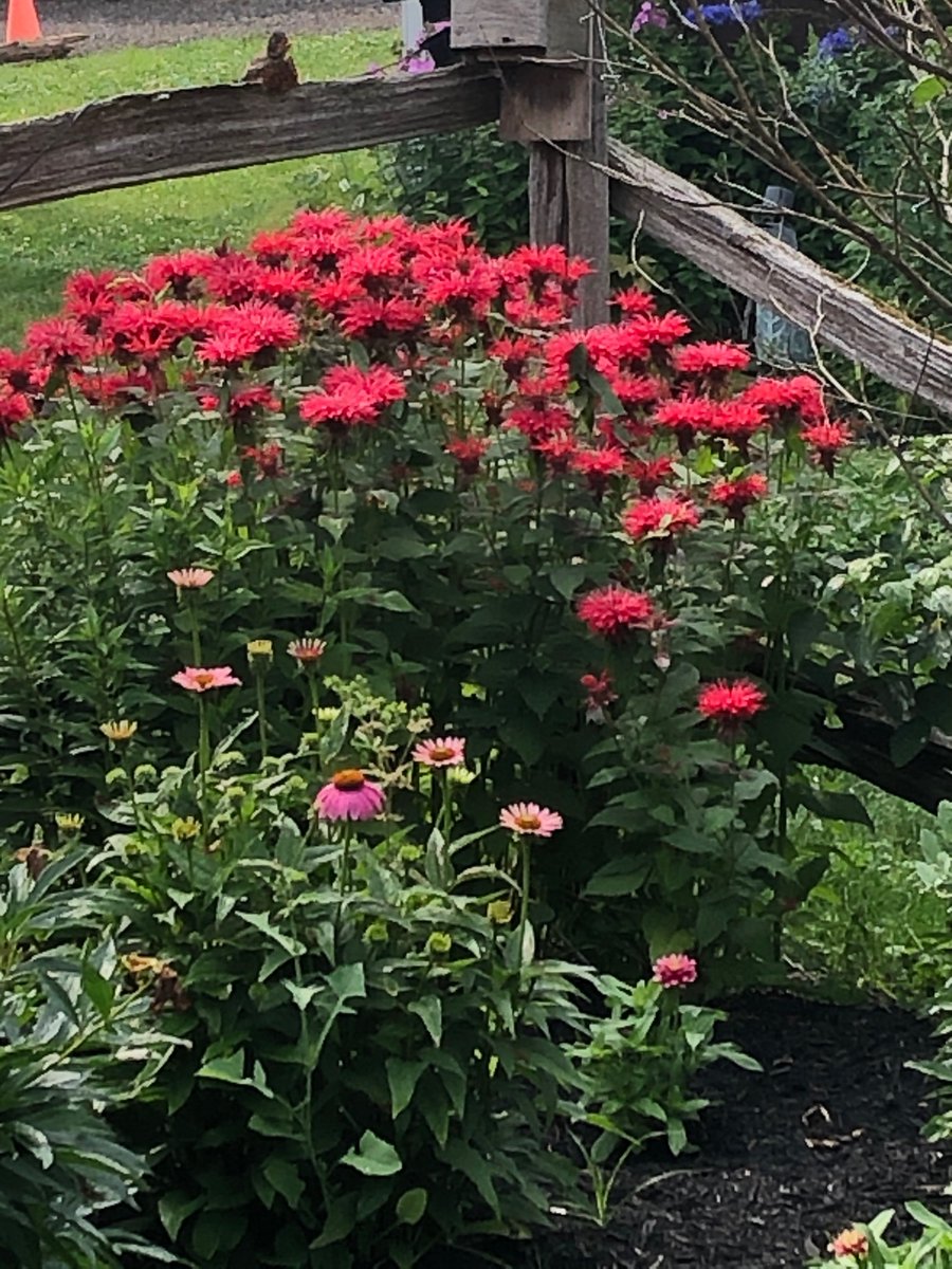 ye_inn's tweet photo. Gardens are blooming beautifully at
#YeOld CountryStoreInn #OroMedonte #OroMedonteStrong #CanadianB&B https://t.co/YDOCsZ7JhZ