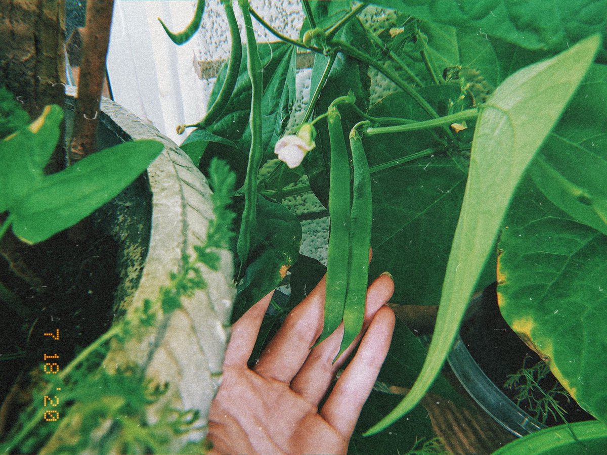 mechanikill's tweet photo. #balconygarden #ediblegarden #vegetablegarden #herbgarden https://t.co/E79j1MbkF2