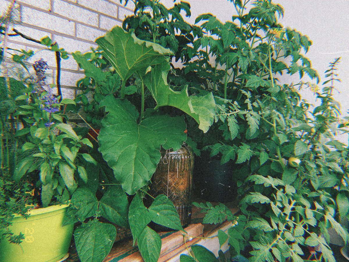 mechanikill's tweet photo. #balconygarden #ediblegarden #vegetablegarden #herbgarden https://t.co/E79j1MbkF2