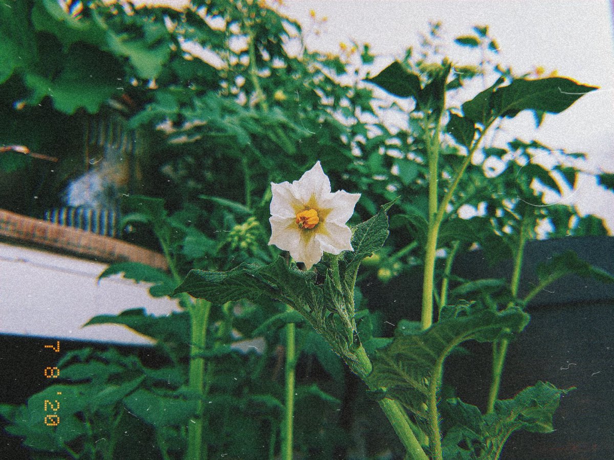 mechanikill's tweet photo. #balconygarden #ediblegarden #vegetablegarden #herbgarden https://t.co/E79j1MbkF2