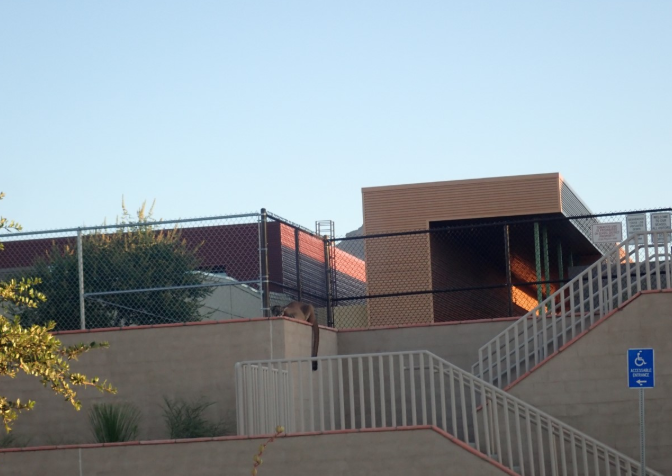 KTNV's tweet photo. Mountain lion spotted this morning in Summerlin behind Billy and Rosemary Vassiliadis ES. https://t.co/ZaLopBemeH | 📷: Sara Crawford https://t.co/ogpGOm5N65