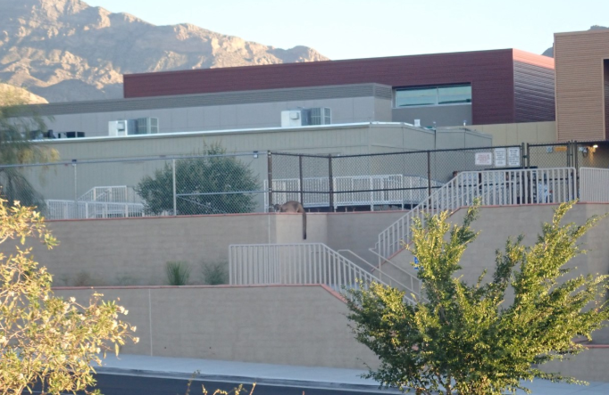 KTNV's tweet photo. Mountain lion spotted this morning in Summerlin behind Billy and Rosemary Vassiliadis ES. https://t.co/ZaLopBemeH | 📷: Sara Crawford https://t.co/ogpGOm5N65