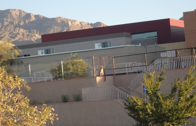 KTNV's tweet photo. Mountain lion spotted this morning in Summerlin behind Billy and Rosemary Vassiliadis ES. https://t.co/ZaLopBemeH | 📷: Sara Crawford https://t.co/ogpGOm5N65