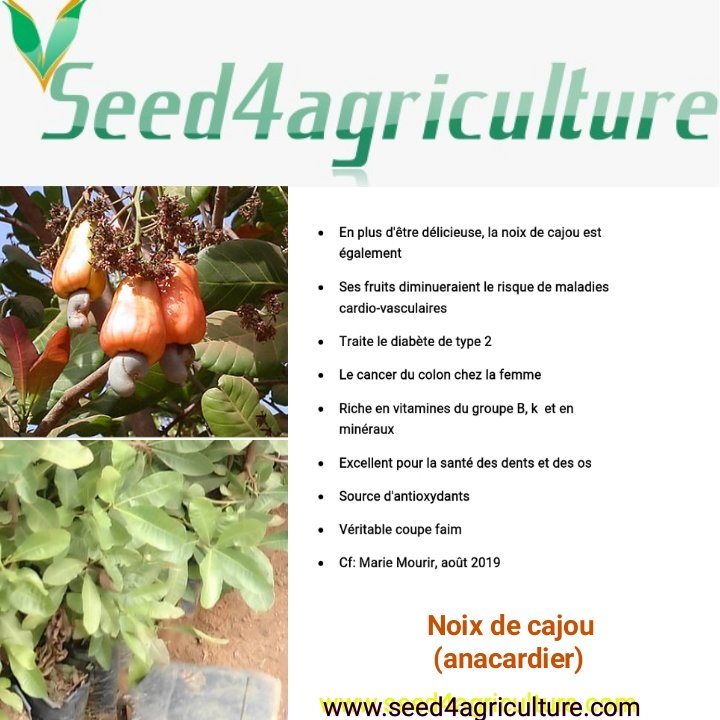 Profitez des plants d'#Annacardier de qualité au #Cameroun facebook.com/66099573100136…
seed4agriculture.com