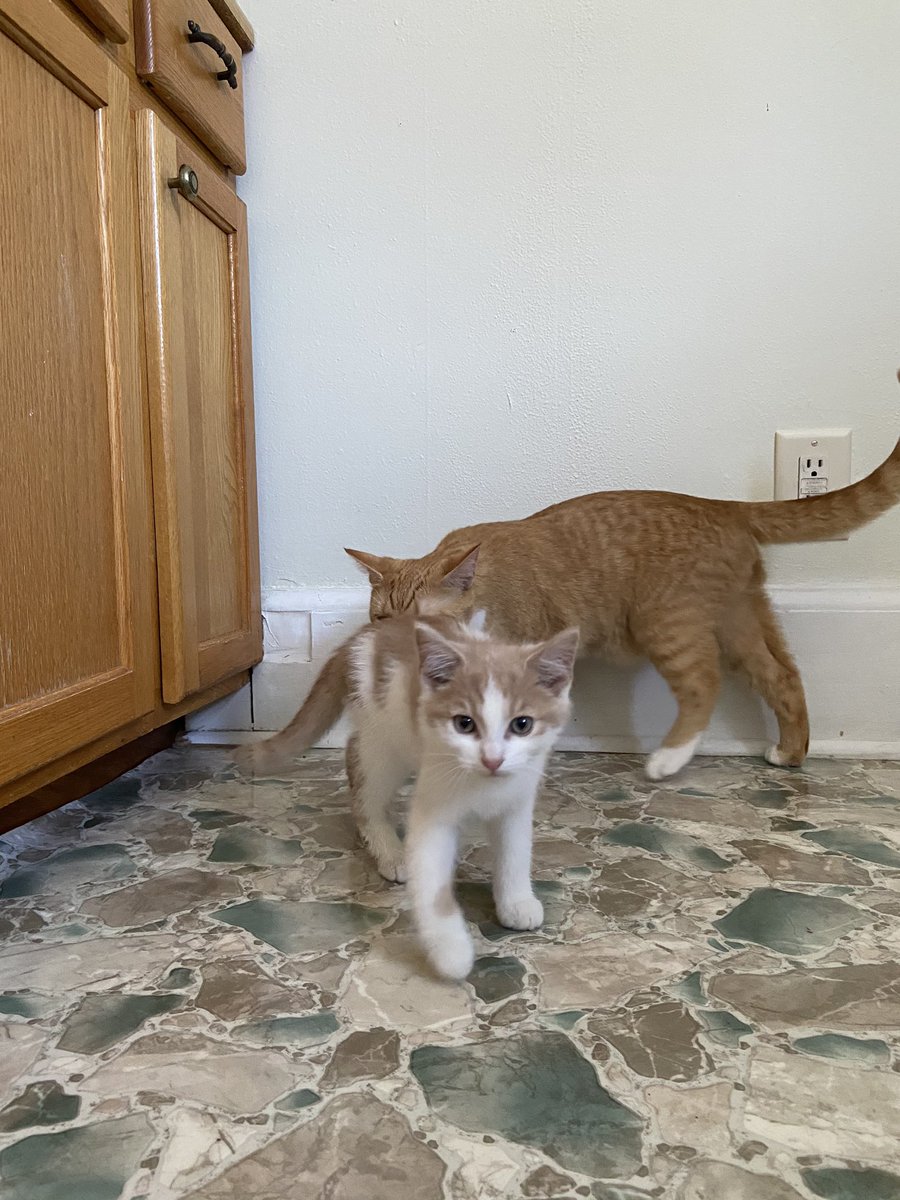 QuinnHopen's tweet photo. @twrawson Best bros 🥺 https://t.co/8EEAQFJ0uW