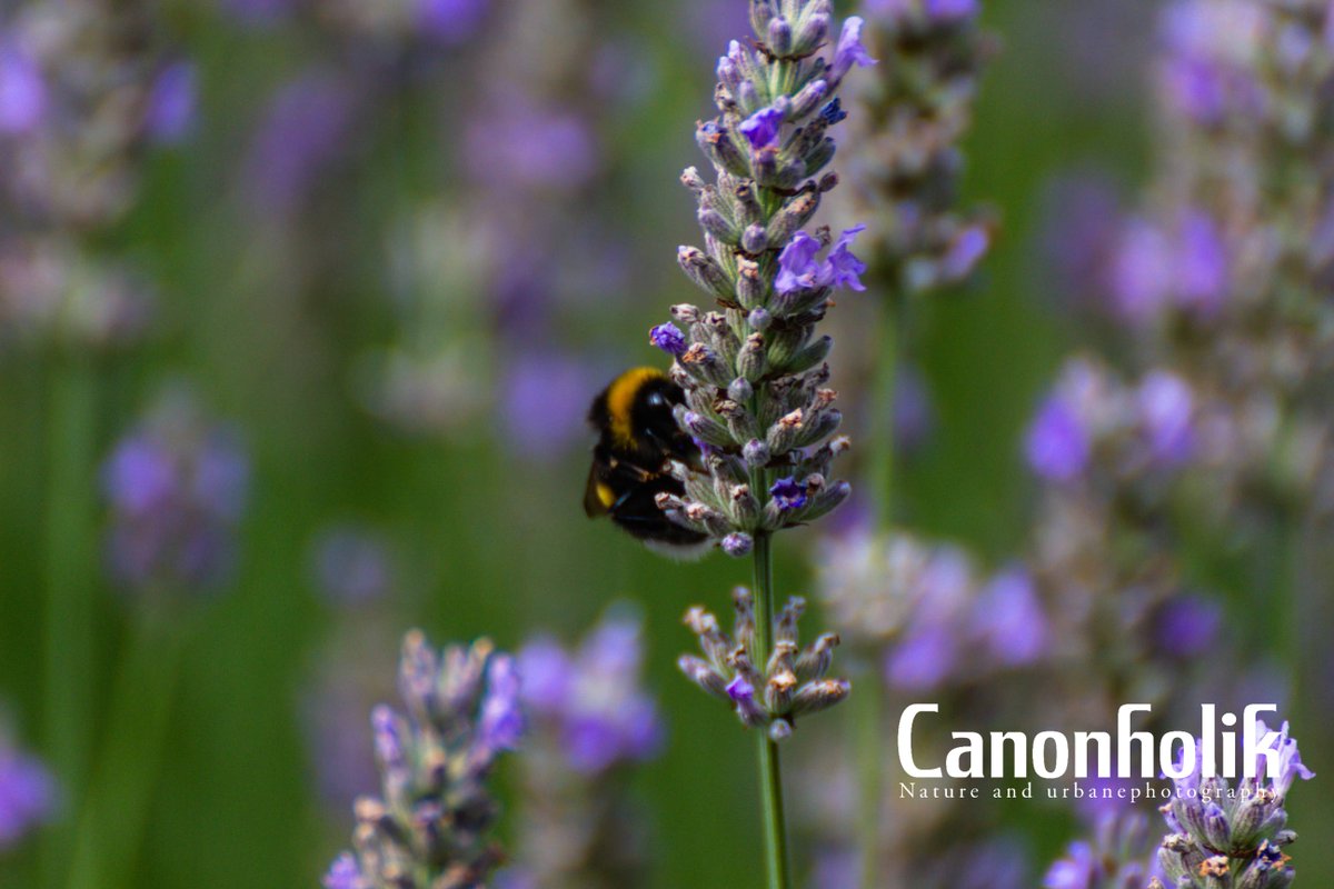 Grisu632's tweet photo. Bee on duty
#canonphotography #eos #eosrebel #Naturfotografie #urbanephoto #Achtsamkeit #canoneos #blumen #stadtgartenbadhonnef #Canon #prbs #Badhonnefamrhein #Naturephotography #Ptbs #canonefs250 #blooming #bloom #somusssommersein #Badhonnef2020 #badhonnefstadtgarten… https://t.co/vmVPQz4hRR
