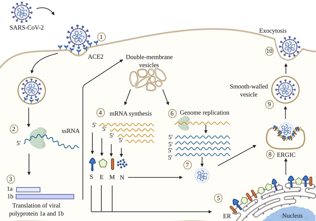 FaleevaMaria's tweet photo. So pleased to have been nominated as a semi finalist in the @BioRender competition earlier this year! Congrats to all the winners! #COVID19 #VirusCorona  #scientificdiagrams #illustration https://t.co/s4qtQadGyU