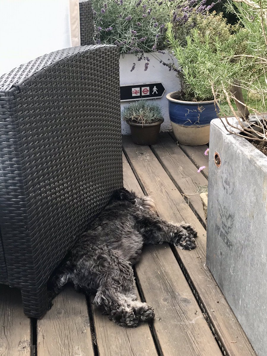 akaLittleWoof's tweet photo. #schnoozing #hotinnit #furrypaws #furrytummy #SchnauzerGang #dogsduringlockdown https://t.co/ha8zSsgcGe