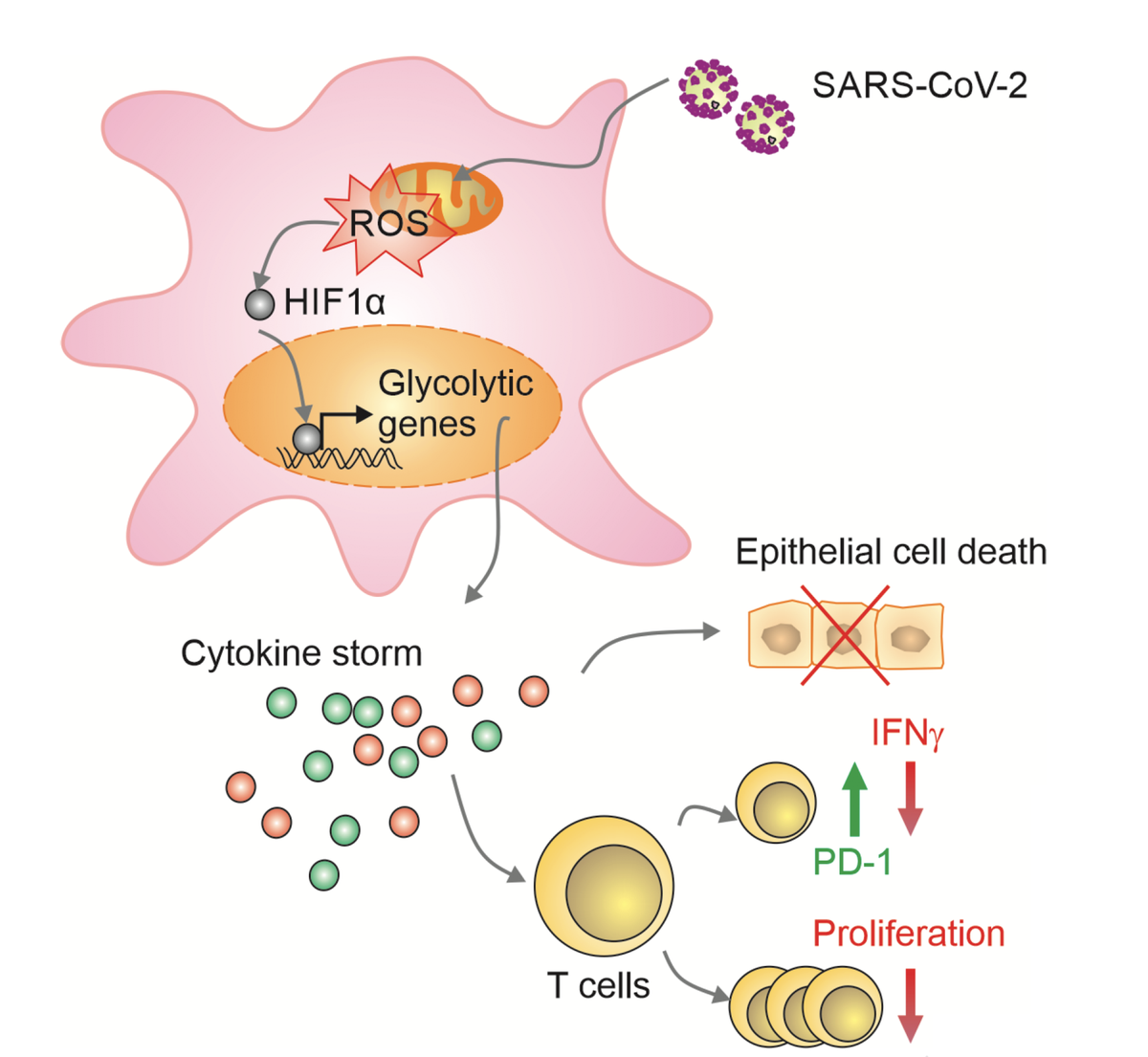 On  #diabetes, glucose control,  #COVID19,  #SARSCoV2A new  @Cell_Metabolism paper on the mechanism for uncontrolled glucose and severe covid19 https://www.cell.com/action/showPdf?pii=S1550-4131%2820%2930365-XA new  @TheLancetEndo review goes deep on why there are worse outcomes  https://www.thelancet.com/journals/landia/article/PIIS2213-8587(20)30238-2/fulltext