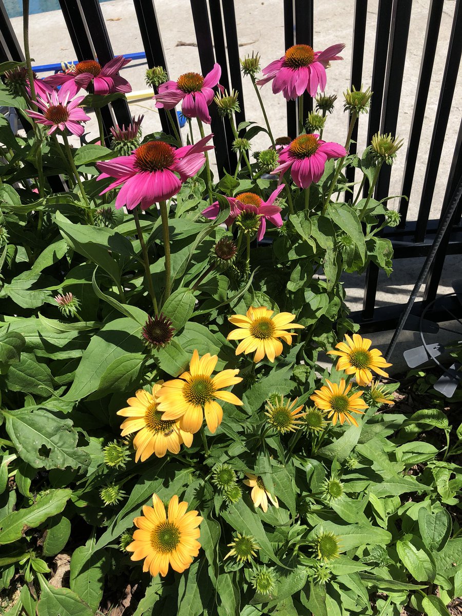 JoannaMWallace's tweet photo. Summer #bloom20 https://t.co/NSKUPRuQlN