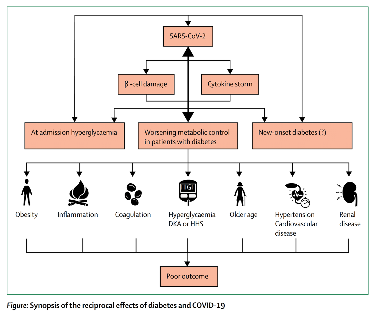 On  #diabetes, glucose control,  #COVID19,  #SARSCoV2A new  @Cell_Metabolism paper on the mechanism for uncontrolled glucose and severe covid19 https://www.cell.com/action/showPdf?pii=S1550-4131%2820%2930365-XA new  @TheLancetEndo review goes deep on why there are worse outcomes  https://www.thelancet.com/journals/landia/article/PIIS2213-8587(20)30238-2/fulltext