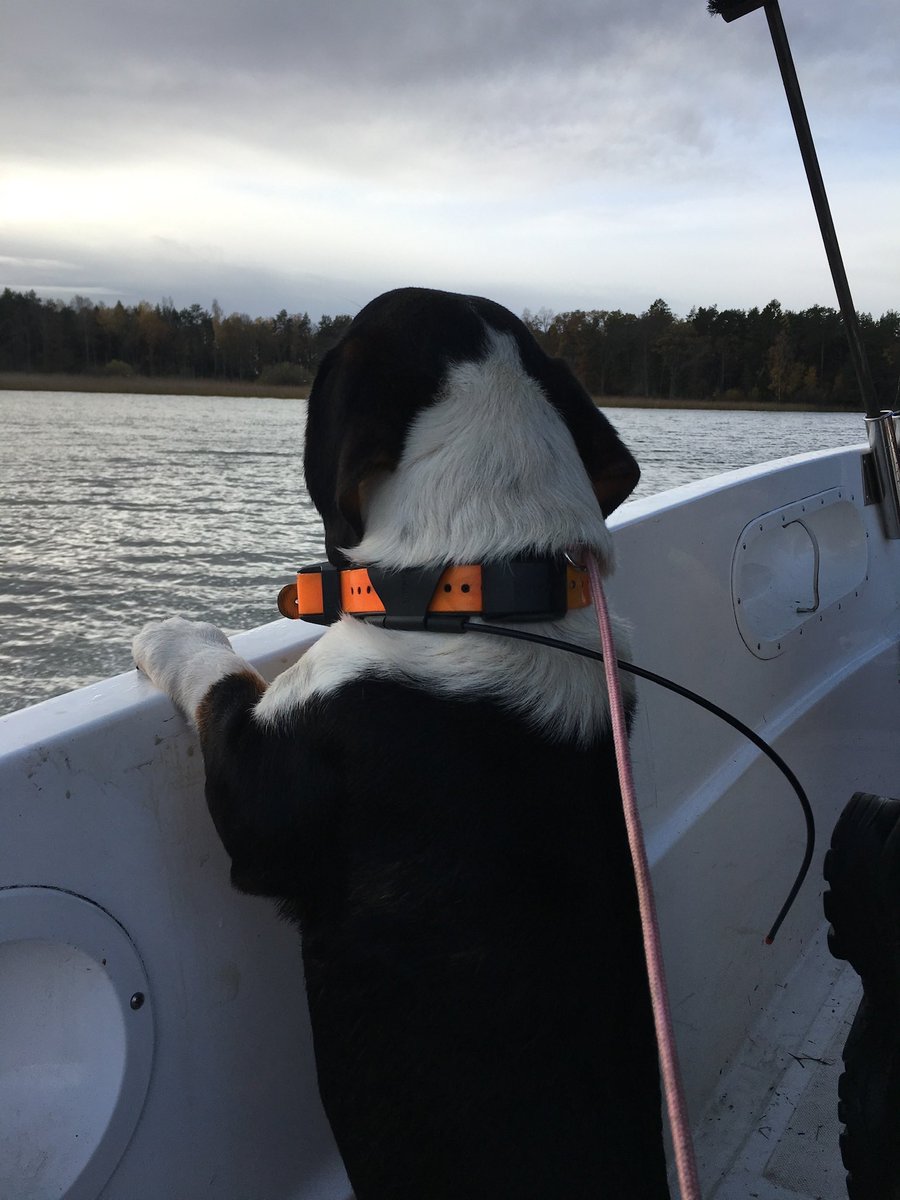 bjornguss's tweet photo. @Vargfakta Vet precis hur hemsk det är, miste min drever igår morse😔 https://t.co/iLCC5xBheL