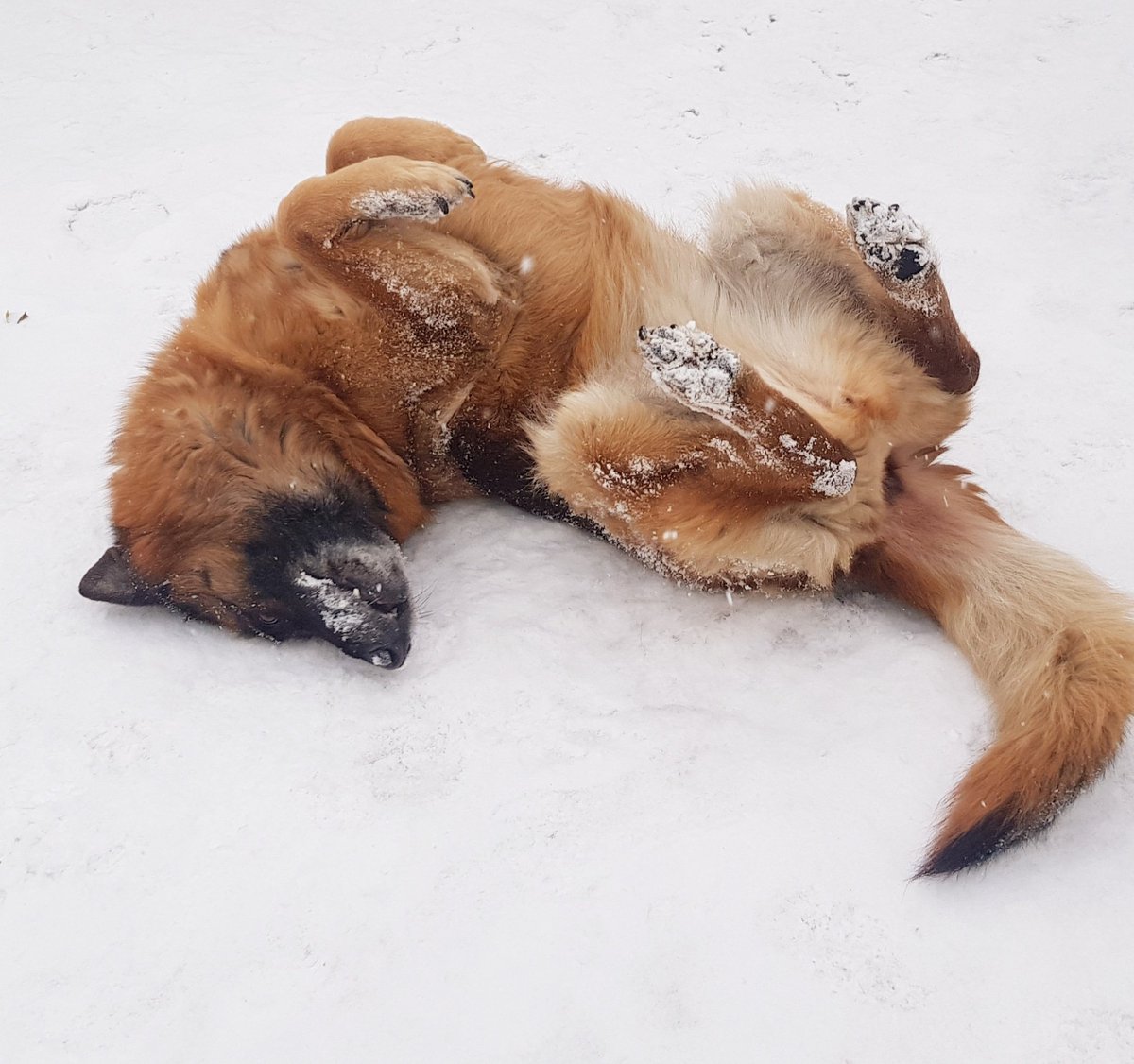 pckiva's tweet photo. No hay como la #nieve para #rascarse la #espalda 😁😁 https://t.co/FxsMX278on