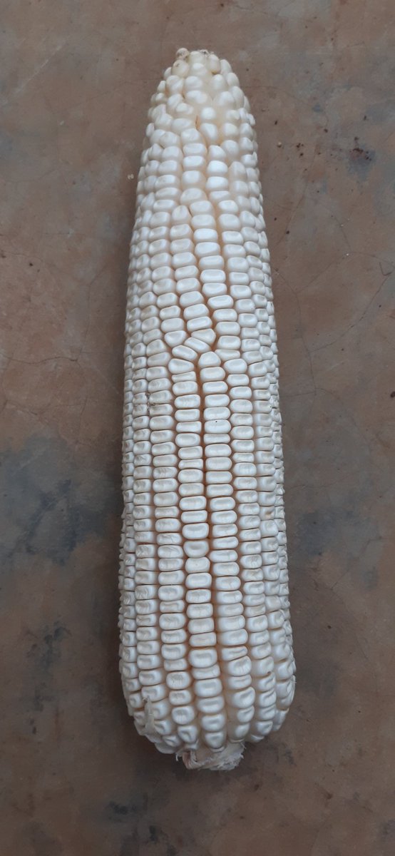 18 lines fully grain-filled

If you get 80%of your farm with this in an Acre with the optimum plnt population then you should be able to achive above 40-90kgs bags/Acre