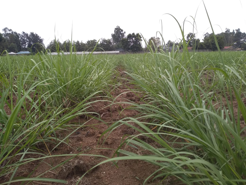 Mumias Sugar Company Nucleus estate farm Planted with Yaramila Power 3 months ago with more than 80%Germination

Next to be Applied is Yaravera Amidas

The farm is next to Mayoni Pri. School along Mumias-Bungoma Rd.