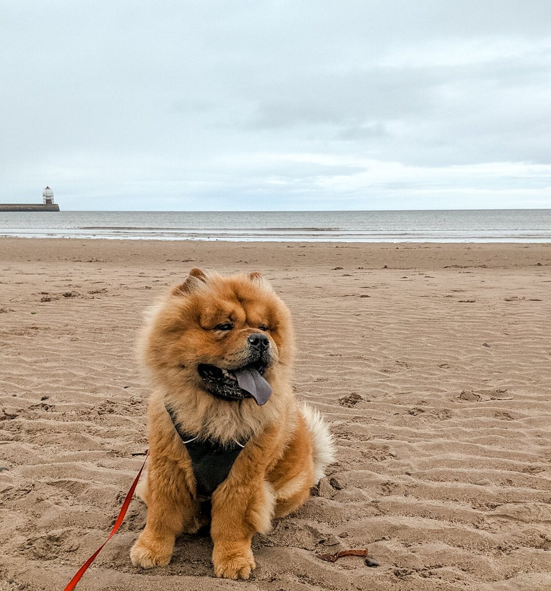 Char_Thomson's tweet photo. @ellalascott Ringo sends virtual fluffy cuddles 🥰 https://t.co/YnrVQUFSJy