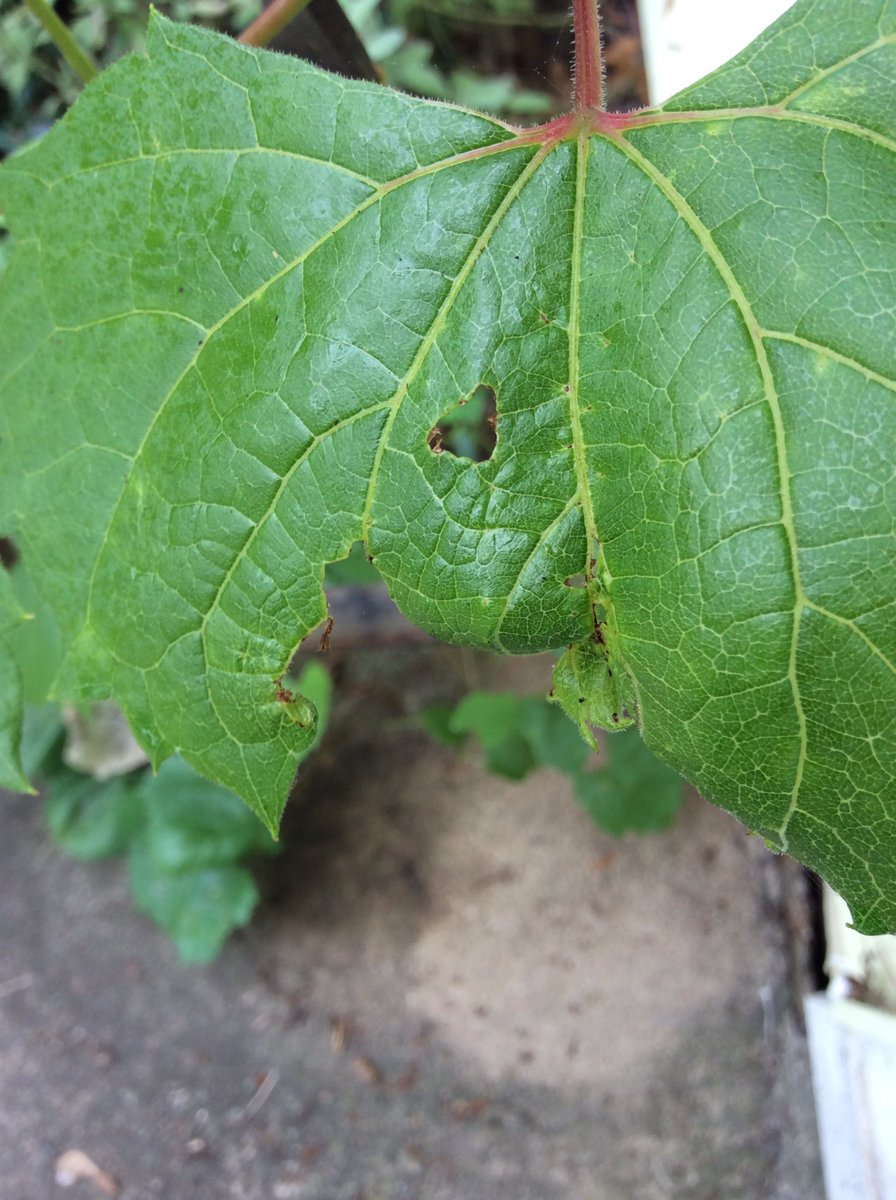 Stupid beetles are eating my grapes! #JapaneseBettles