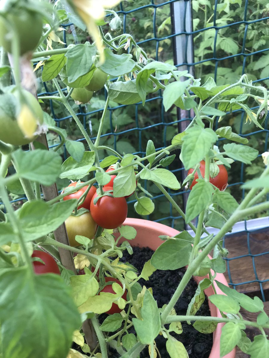 Eileen schofield tweet media