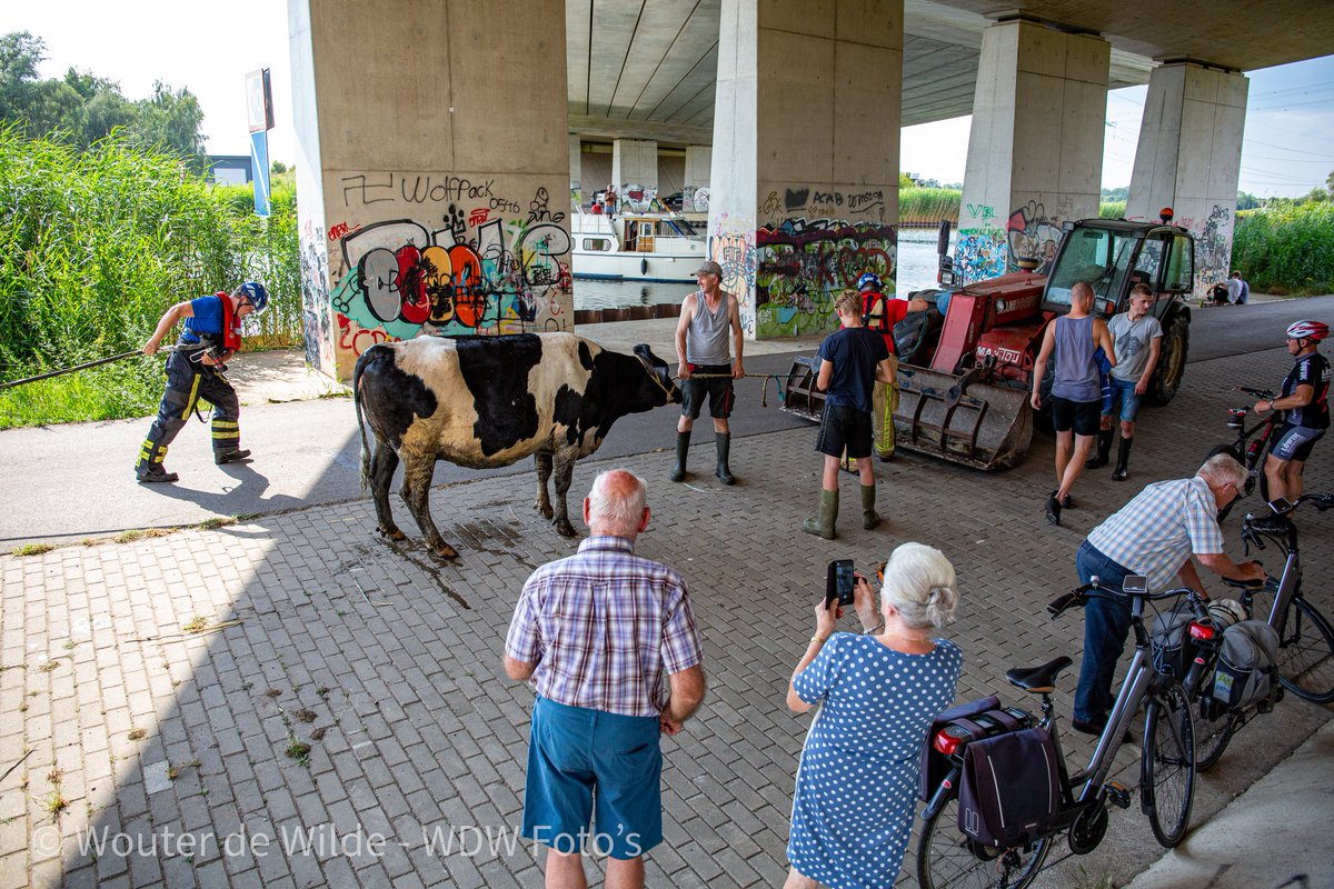 ALMELO- De <a href="/BrandweerTwente/">Brandweer Twente</a> is zaterdagmiddag opgeroepen voor een koe die in de zijtak van het Twentekanaal was gevallen. De koe had al een tijdje gezwommen en was vermoeid geraakt. Na een half uur is de koe uit het water gehaald en schoon gemaakt door de brandweer. #brandweer