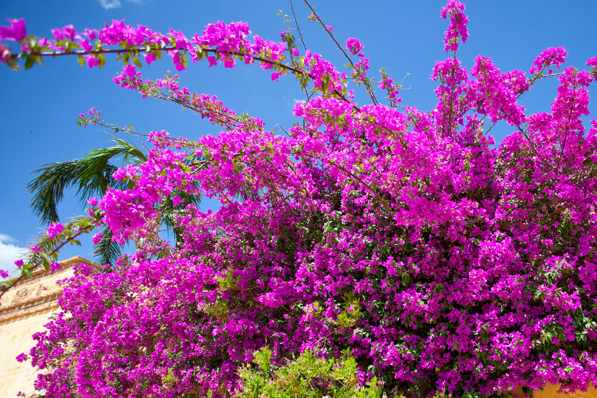 '𝘽𝙤𝙪𝙜𝙖𝙞𝙣𝙫𝙞𝙡𝙡𝙚𝙖 &amp; 𝘼𝙡𝙤𝙚 𝙑𝙚𝙧𝙖' - 18th Green - desertspringsresort.es