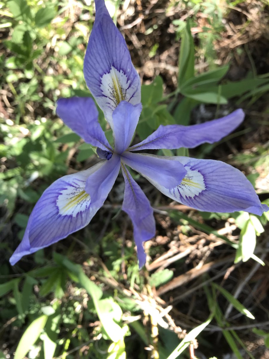 ColoradoNPS's tweet photo. #fruitingfriday Iris missouriensis, the blue flag, is native, and of the irises, is drought tolerant. The petals are a landing platform.

Join CoNPS today at https://t.co/GnIquT02gC Many benefits including field trips, discounts on garden tours, classes, books and the Conference. https://t.co/lPDMinXzH1