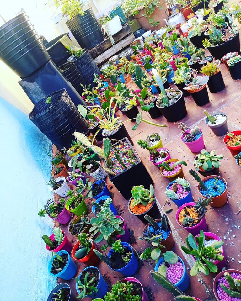 ElTecladoOK's tweet photo. 🗣️ Hablamos ahora con Ana Gurini, del comedor Siempre Los Niños sobre los #CactusSolidarios: la venta de los cactus y suculentas es destinado a ayudar al comedor ubicado en 13 y 94.
 
Hasta las 14 estamos por @La96LP https://t.co/5AouPnbXdq