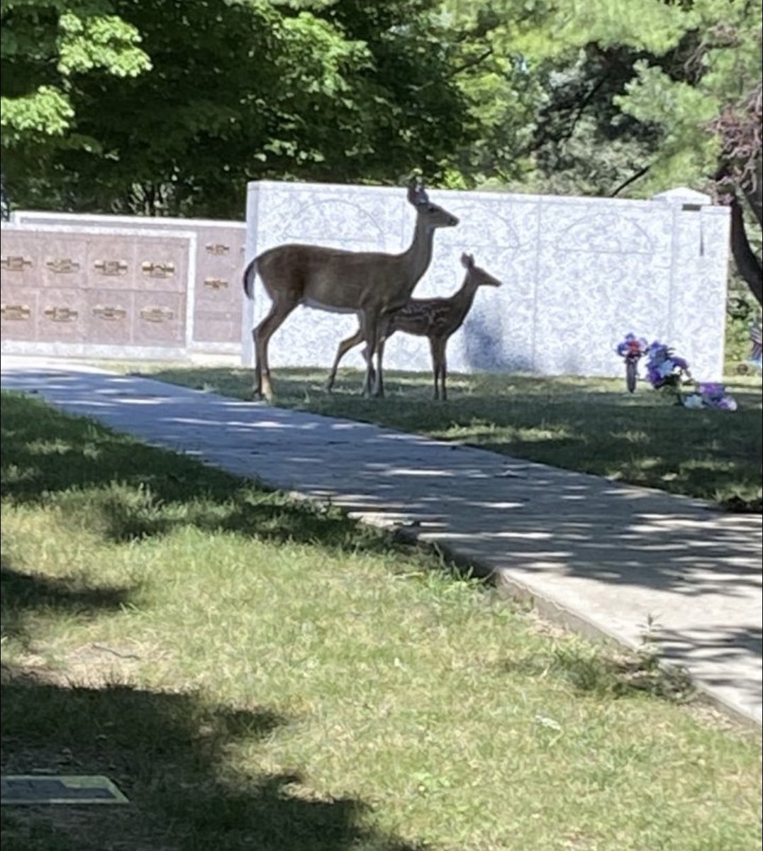 FerncliffOhio's tweet photo. Mom & her fawn standing watch over the peaceful and tranquil Niche Garden at Ferncliff Cemetery & Arboretum #arboretum #nature #deer #tranquility #serenity #springfieldnews #outdoors #cemetery https://t.co/sr5TQk8Wvv