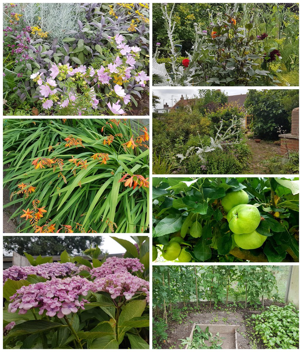 socialeready's tweet photo. #sixonsaturday garden has a sultry late summer dark green leafy look. 
Musk mellow in the herb garden,  tangle of tall flowers in a pottager, shrubery obscuring the house, early cookers, toms &amp; basil,  #hydrangealove  &amp; crocosmia thicket. Hats off to @cavershamjj for the hashtag. https://t.co/kTr63D87Nu