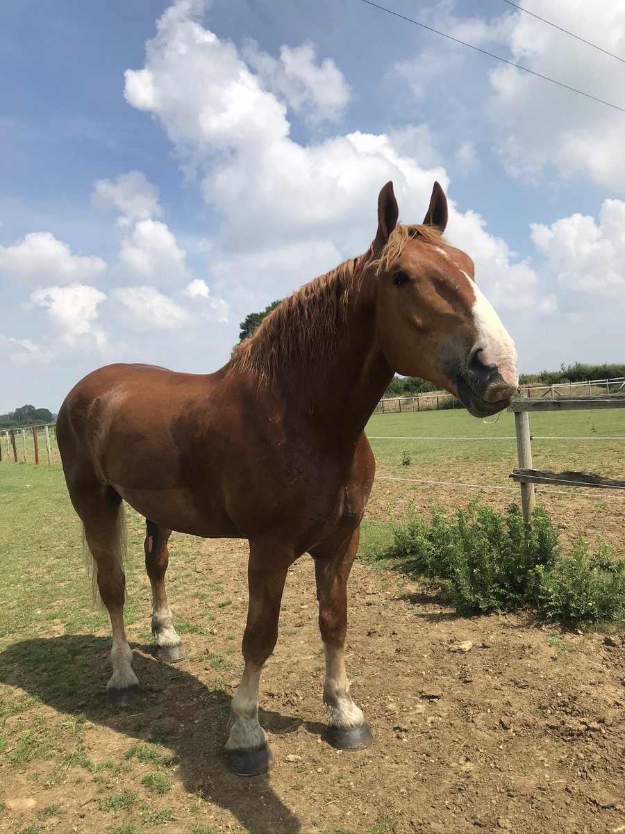 archiesauraus's tweet photo. Saved Fancy Fred from drowning today!Ok by saved I mean me and Dad went through the stream first because FF wasn't too sure and by drowning I mean the water didn't even come up to my coronet band, but I could tell Dad was still impressed at my big bro abilities #BigBraveSirArchie https://t.co/pkW6oqVUVY