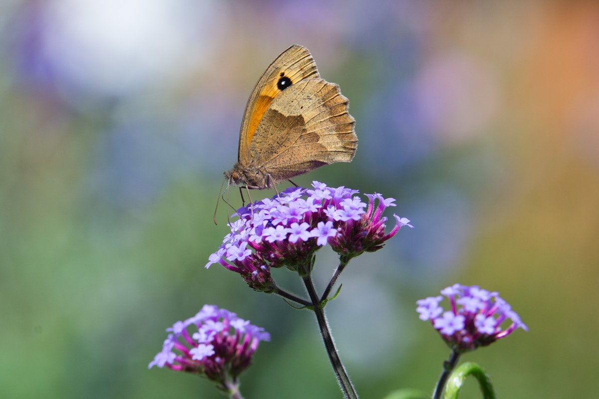 sam_ryley's tweet photo. Meadow brown butterfly stayed all day in #mywildpatch. Zoom in and check out that long tongue. #wildlife #gardenwildlife https://t.co/qK1Qp55kNn
