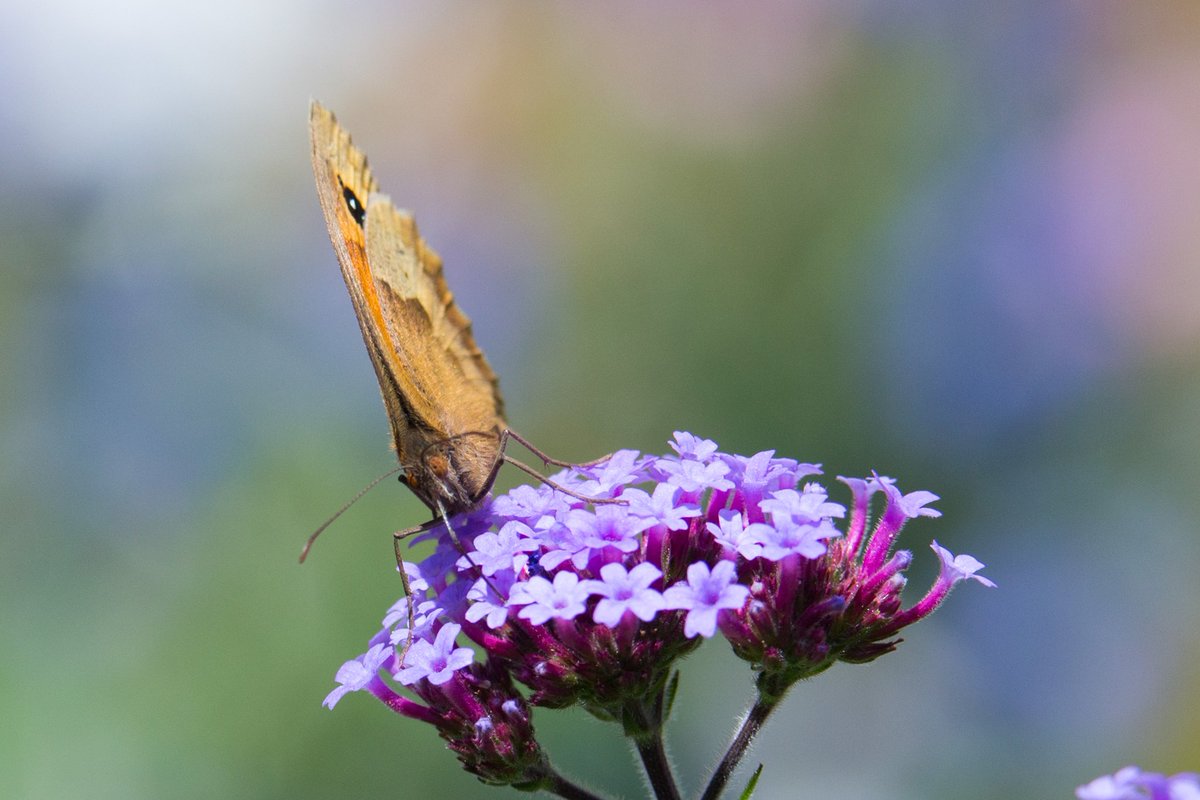 sam_ryley's tweet photo. Meadow brown butterfly stayed all day in #mywildpatch. Zoom in and check out that long tongue. #wildlife #gardenwildlife https://t.co/qK1Qp55kNn