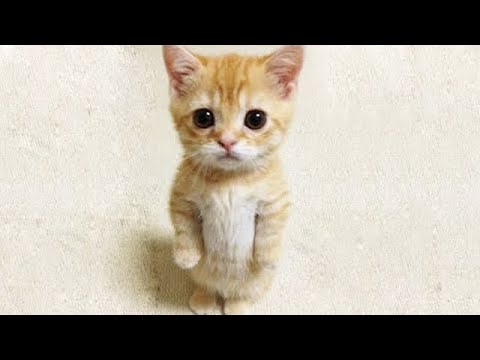 MeowMoeDotCom's tweet photo. OMG So #Cute #Cats β₯ Best Funny # ...
#Cats #Cat #Kittens #Kitten #Kitty #Pets #Pet #Meow #Moe #CuteCats #CuteCat #CuteKittens #CuteKitten #MeowMoe #CatFails #CatLogic #CatReact #CatReaction #CatVideos #Catslandtv #CuteCat #CuteCatVideos
https://t.co/fUoc0thzLQ https://t.co/2KHTQMRLxK