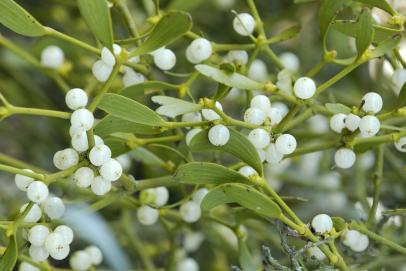 ~Mistletoe~ Mistletoe is the common name for obligate hemiparasitic plants in the order Santalales. It has been used historically in medicine for its supposed value in treating arthritis, high blood pressure, epilepsy and infertility.