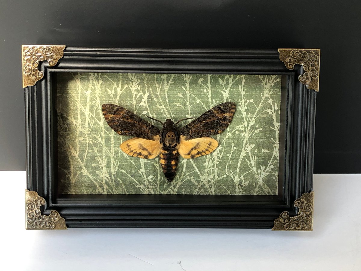 BugDragonShop's tweet photo. Excited to share the latest addition to my #etsy shop: Framed Death Head Moth Acherontia styx Taxidermy Hawk Moth Shadow Box Frame https://t.co/rSeVDohBXF #black #moth #deathshead #deathhead https://t.co/HFervU2tZC https://t.co/als7hvpCZZ